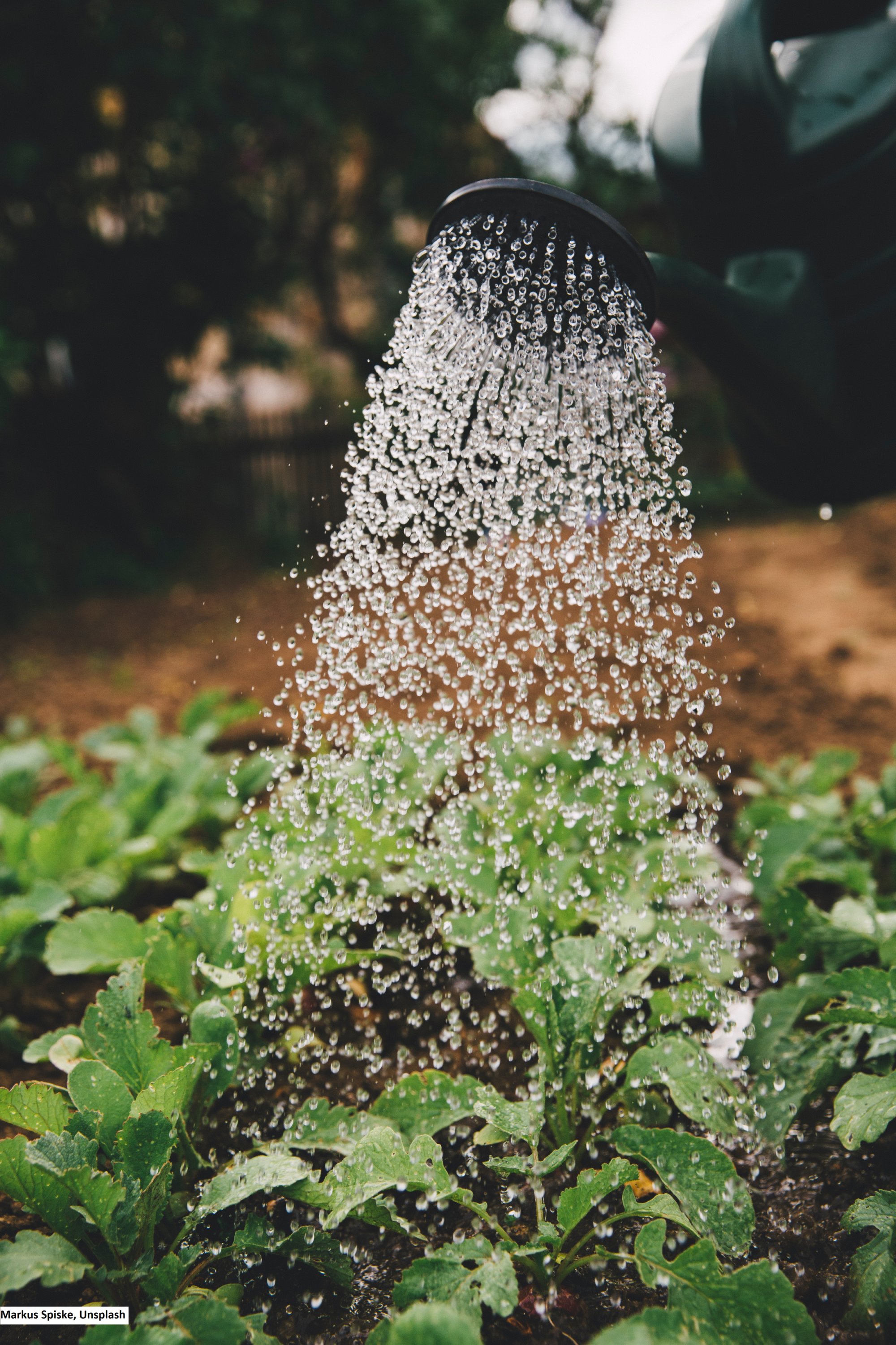 drip irrigation prevents soil erosion