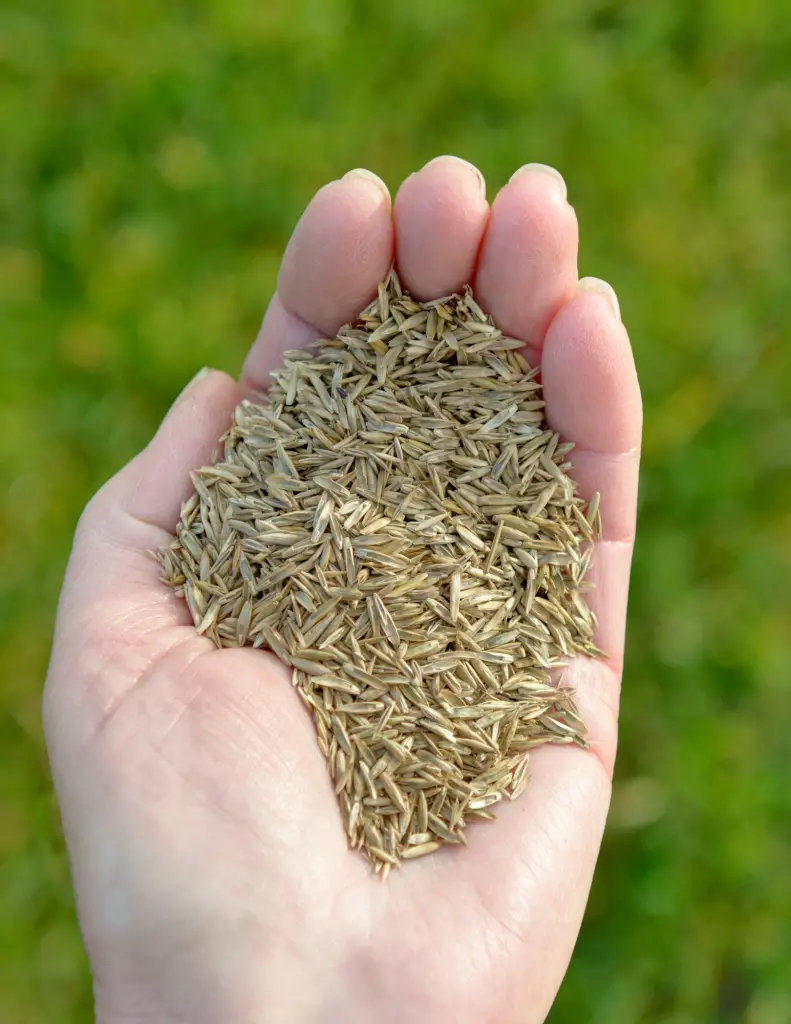 Best Time to Plant Bermuda Grass Seed in Texas Everything You Need to