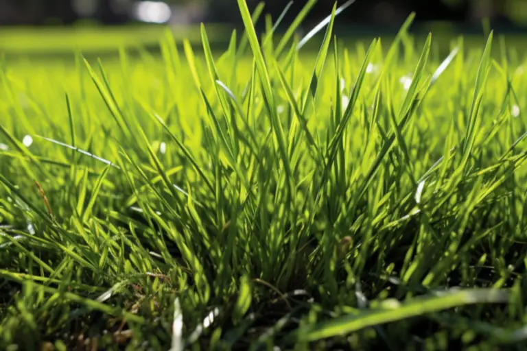 Growing Bermuda Grass in The Midwest - Home and Garden Talk