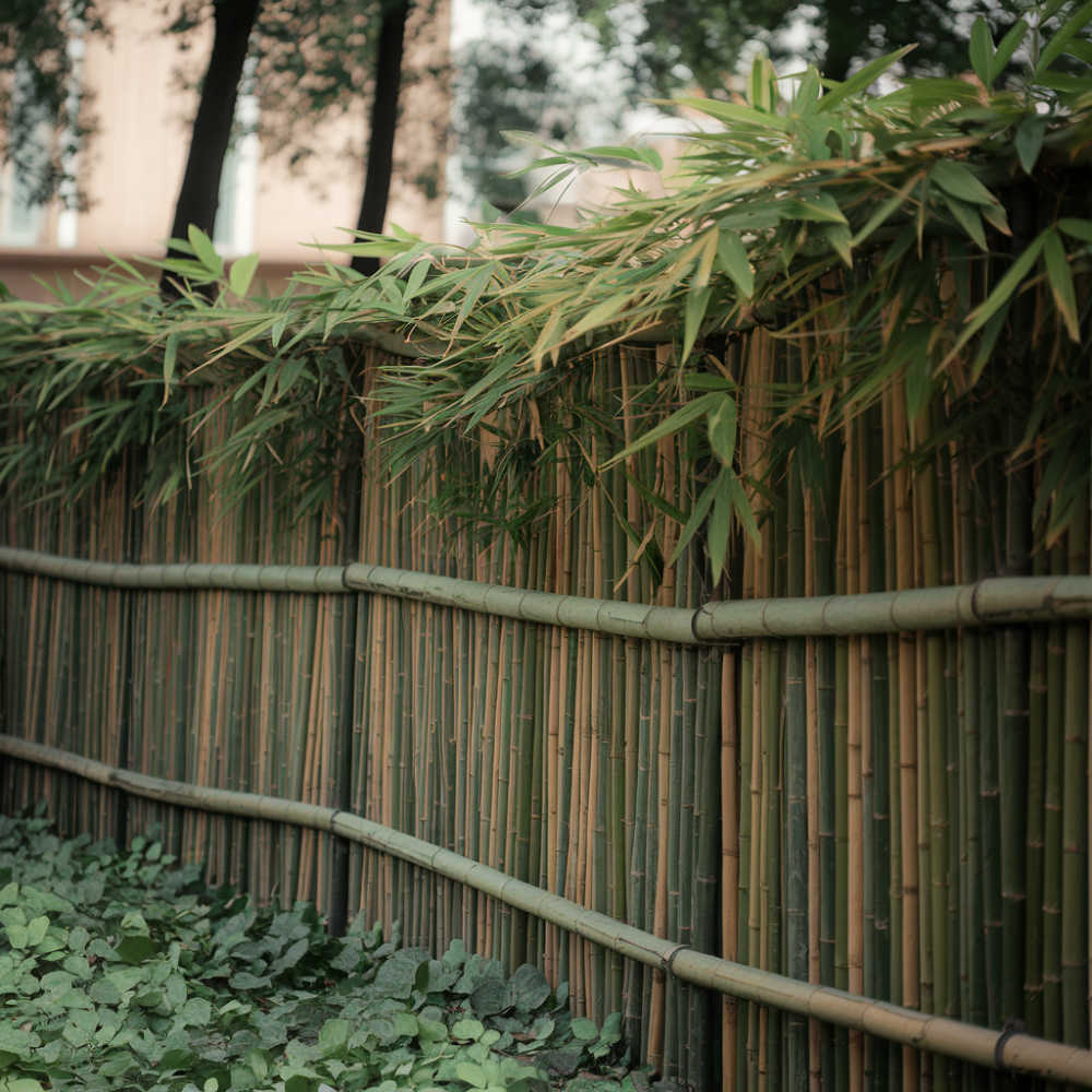 bamboo living fence and the problems they create