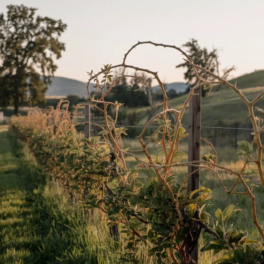 Osage Orange Living Fence