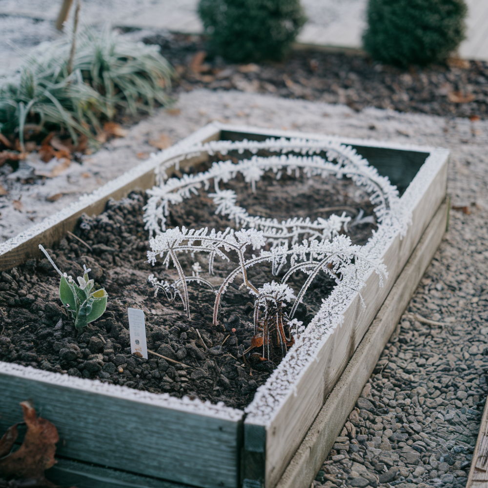 Cold hardy plants for gardening in april